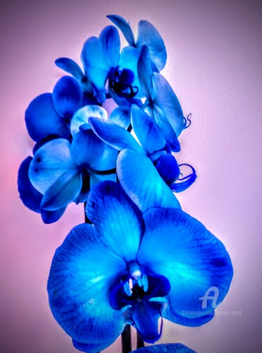 "L'orchidée Bleue." başlıklı Fotoğraf Patrice Le Gall tarafından, Orijinal sanat, Fotoşoplu fotoğrafçılık
