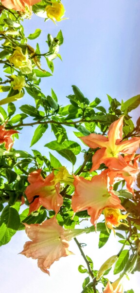 Fotografía titulada "Trompettes de l'Ange" por Patrice Le Gall, Obra de arte original, Fotografía no manipulada