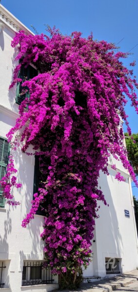 Photography titled "Bougainvillier à Ju…" by Patrice Le Gall, Original Artwork, Non Manipulated Photography