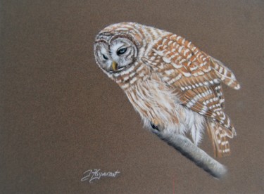 Dessin intitulée "chouette rayée  - p…" par Patricia Hyvernat, Œuvre d'art originale, Pastel