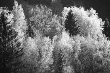 Photographie intitulée "Silver trees" par Patrick Kessler, Œuvre d'art originale, Photographie numérique
