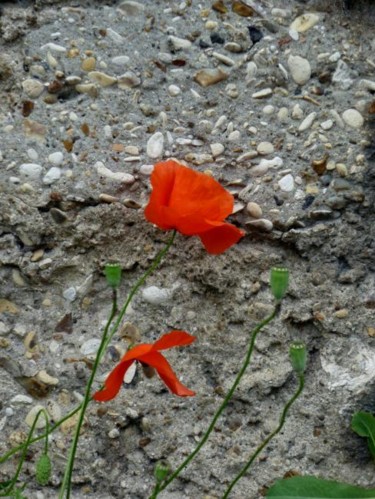 Photographie intitulée "coqueli-coute que c…" par Patrick.Clerc, Œuvre d'art originale