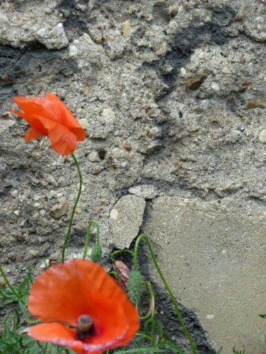 Photographie intitulée "coqueli-coute que c…" par Patrick.Clerc, Œuvre d'art originale