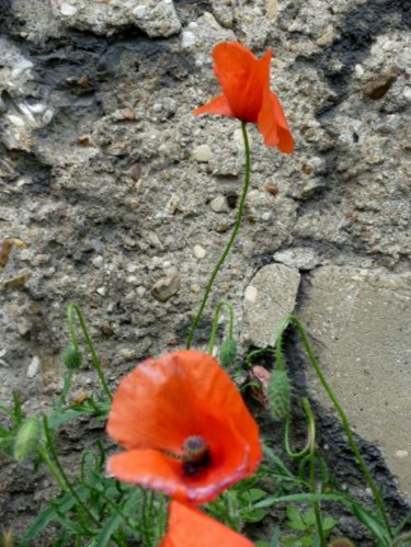 Photographie intitulée "coqueli-coute que c…" par Patrick.Clerc, Œuvre d'art originale