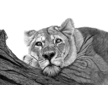 Dessin intitulée "Resting Lion" par Paul Stowe, Œuvre d'art originale, Graphite