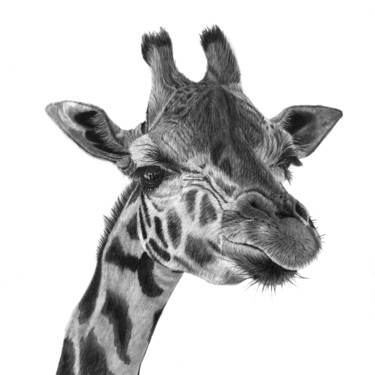 Σχέδιο με τίτλο "Giraffe" από Paul Stowe, Αυθεντικά έργα τέχνης, Γραφίτης