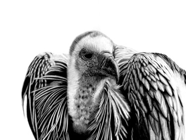 Dibujo titulada "Cape Vulture" por Paul Stowe, Obra de arte original, Lápiz