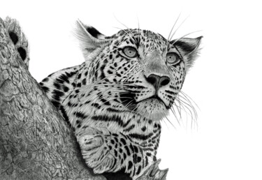 Drawing titled "Pensive Leopard" by Paul Stowe, Original Artwork, Graphite