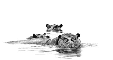 "Hippos" başlıklı Resim Paul Stowe tarafından, Orijinal sanat, Grafit