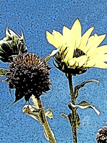 Fotografia zatytułowany „Sunflowers” autorstwa Paulina Waas, Oryginalna praca