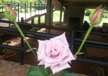 Photography titled "Rosa lilas e brotos" by Paulo Gonzalez, Original Artwork, Non Manipulated Photography