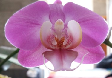 Fotografia intitulada "Orquídea rosa e ver…" por Paulo Gonzalez, Obras de arte originais, Fotografia Não Manipulada