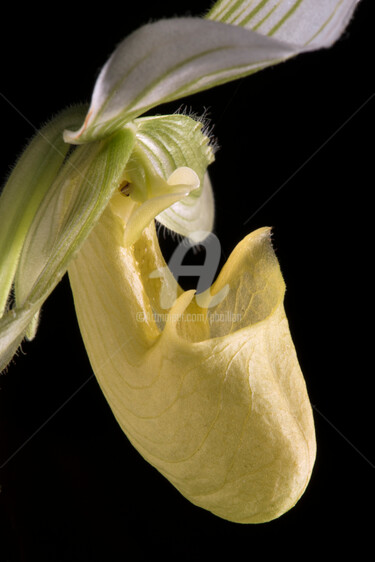 摄影 标题为“Orchidée sabot de V…” 由Pierre Boillon, 原创艺术品, 数码摄影