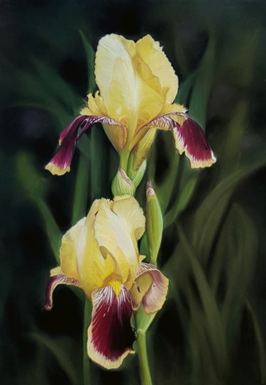 Peinture intitulée "Iris de mon jardin" par Cathy Cheneau, Œuvre d'art originale, Pastel