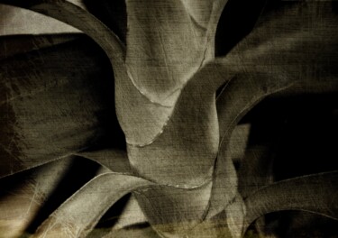 Fotografia intitulada "Yucca" por Philippe Berthier, Obras de arte originais, Fotografia digital