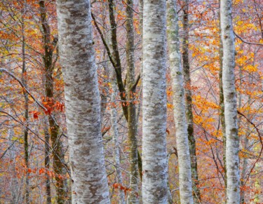 Photographie intitulée "Couleur D'automne..…" par Philippe Berthier, Œuvre d'art originale, Photographie numérique