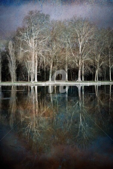 Photography titled "Arbres du Parc de S…" by Philippe Bousseau, Original Artwork, Digital Photography