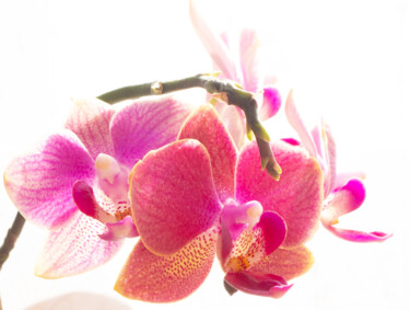 Fotografia intitolato "Ma première orchidée" da Phlanerie, Opera d'arte originale, Fotografia digitale