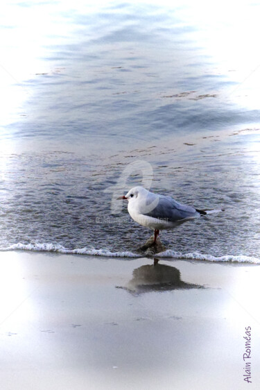 Fotografie mit dem Titel "Bird on Ocean's mir…" von Alain Romeas (PhotoAR), Original-Kunstwerk, Digitale Fotografie