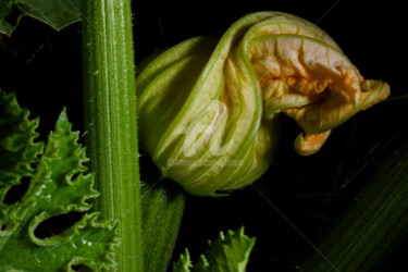 Fotografie getiteld "Fleur jaune froissé…" door Alain Romeas (PhotoAR), Origineel Kunstwerk, Digitale fotografie