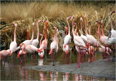 Fotografie getiteld "LES FLAMANTS ROSES…" door Josiane Karanian Boularot, Origineel Kunstwerk