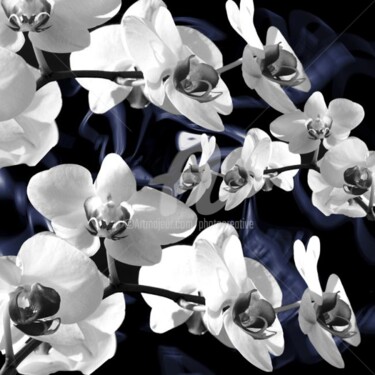 Photography titled "La nuit des orchidé…" by Josiane Karanian Boularot, Original Artwork