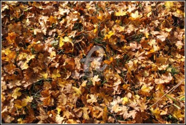 Fotografia intitolato "Un brin d'automne -…" da Josiane Karanian Boularot, Opera d'arte originale