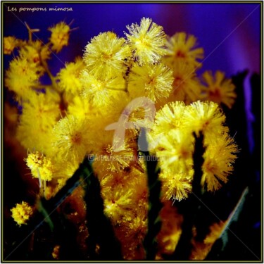 Фотография под названием "Les pompons mimosa" - Josiane Karanian Boularot, Подлинное произведение искусства