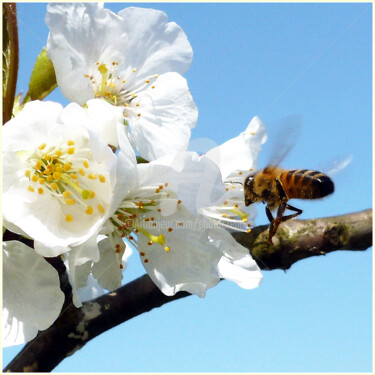 Fotografie getiteld "C'est le printemps…" door Josiane Karanian Boularot, Origineel Kunstwerk