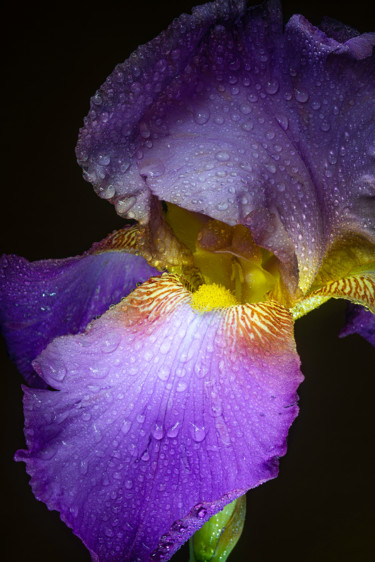 Φωτογραφία με τίτλο "Orchid 1" από Edgar Garces, Αυθεντικά έργα τέχνης, Ψηφιακή φωτογραφία