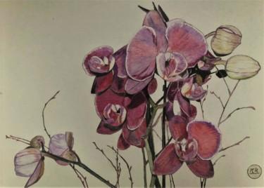 Disegno intitolato "Orchidées" da Pierre Bayet, Opera d'arte originale, Matita