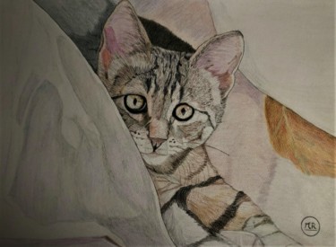 Drawing titled "Petit chat tigré" by Pierre Bayet, Original Artwork, Pencil