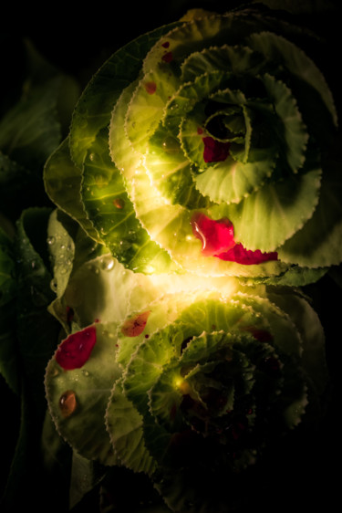 Fotografia intitolato "Le sang des fleurs…" da Pierre Duquoc, Opera d'arte originale, Fotografia digitale