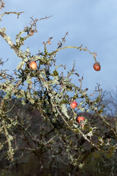 Photographie intitulée "Pommes" par Pierre-Marie Berberian, Œuvre d'art originale, Photographie numérique