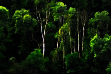 Photographie intitulée "Forêt mystérieuse" par Pierre-Marie Fenech, Œuvre d'art originale, Photographie manipulée