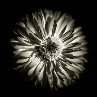 Photographie intitulée "Quelques fleurs #11" par Pierre Nadler, Œuvre d'art originale, Photographie numérique