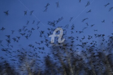 Φωτογραφία με τίτλο "Crows performed the…" από Piggly Giggly, Αυθεντικά έργα τέχνης, Ψηφιακή φωτογραφία