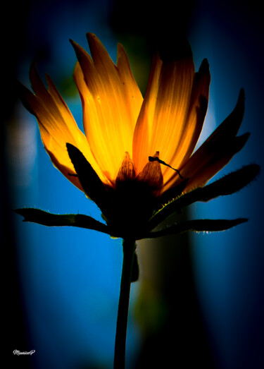 Photography titled "Fleur incandescente" by Maurice Pricco, Original Artwork, Digital Photography