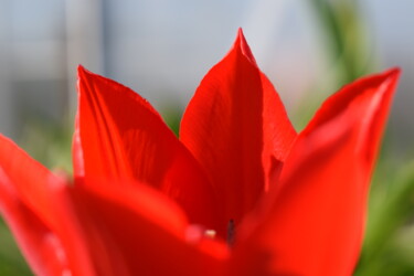 Photography titled "Tulpenkrone" by Poeta Immortalis, Original Artwork, Non Manipulated Photography