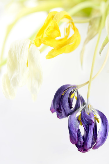 Fotografía titulada "Fleur №2.jpg" por Polina Jourdain-Kobycheva, Obra de arte original