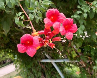 Фотография под названием "Pink flowers" - Poly, Подлинное произведение искусства, Цифровая фотография
