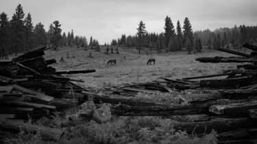 Fotografia intitolato "Wild horses" da Danila Povarov, Opera d'arte originale, Fotografia digitale