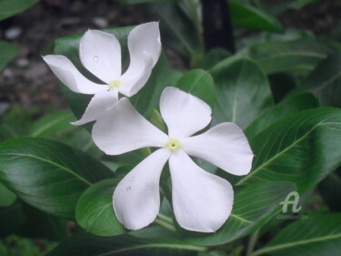 Photography titled "Nayantara flower" by Prodip Kumar Sengupta, Original Artwork, Digital Photography