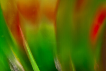 Photographie intitulée "Champs de tulipes c…" par Rachèd Zarraï Miladi (Le mutagraphe), Œuvre d'art originale