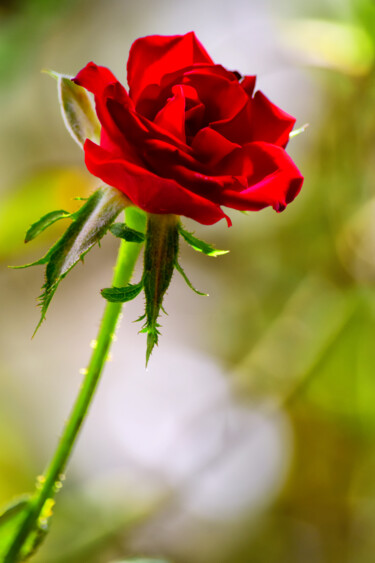 Fotografie getiteld "Rose rouge." door Rachèd Zarraï Miladi (Le mutagraphe), Origineel Kunstwerk