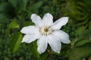 Φωτογραφία με τίτλο "White flower" από Art$Art, Αυθεντικά έργα τέχνης, Μη χειραγωγημένη φωτογραφία