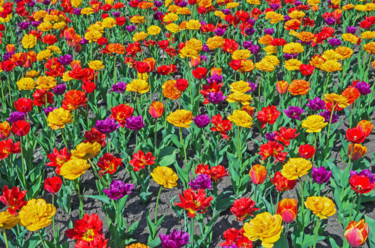 Photography titled "Multicolored tulips" by Art$Art, Original Artwork, Digital Photography