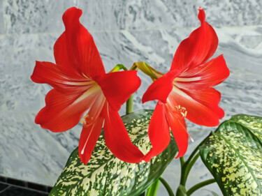 "Blooming houseplant…" başlıklı Fotoğraf Art$Art tarafından, Orijinal sanat, Dijital Fotoğrafçılık