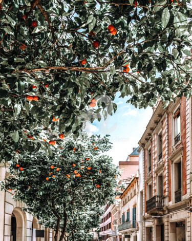 Фотография под названием "Orange Tree, Orange…" - Radu Bercan, Подлинное произведение искусства, Цифровая фотография