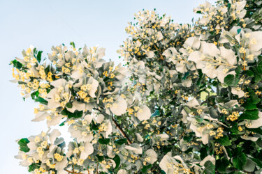 "Yellow Tree Flowers…" başlıklı Fotoğraf Radu Bercan tarafından, Orijinal sanat, Dijital Fotoğrafçılık